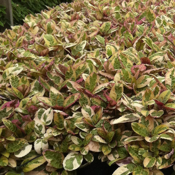 Belgian Waffle Purple Waffle Plant