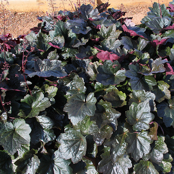 Carnival Black Olive