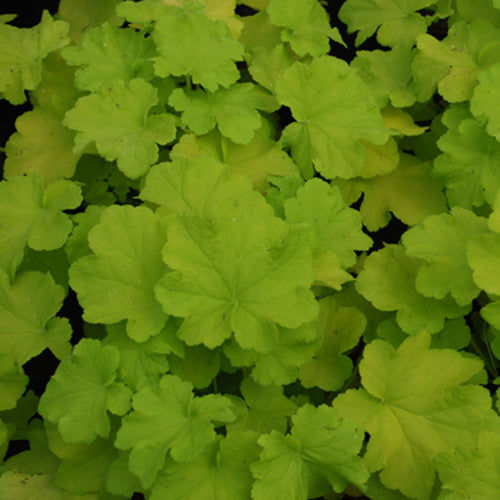 Citronelle