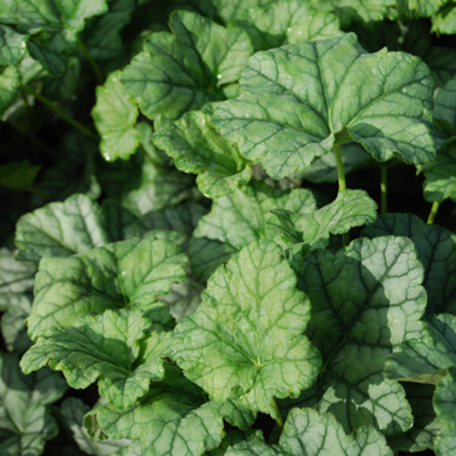 Mint Frost