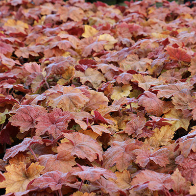 Southern Comfort Heuchera