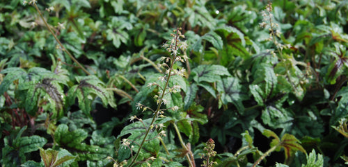 Heucherella