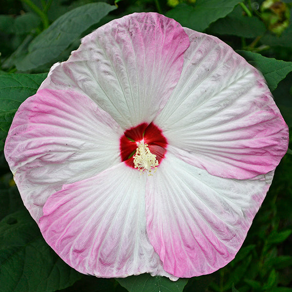 Disco Belle Pink