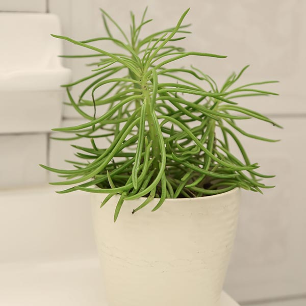 Himalayan Senecio
