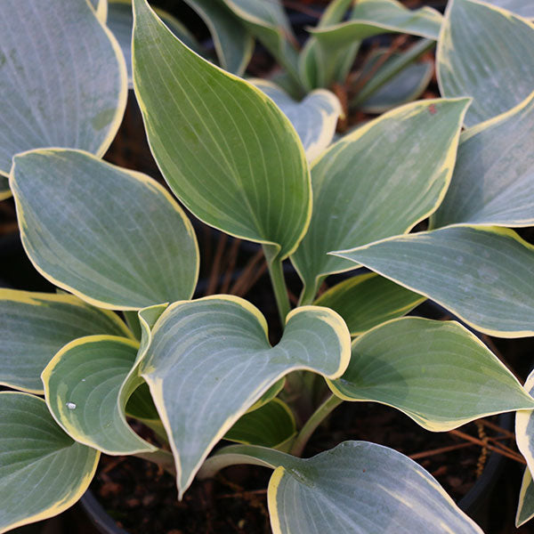 First Frost