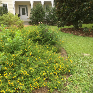 Plants in Bulk: Prettier By the Dozen
