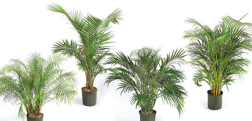 Palm, Houseplant