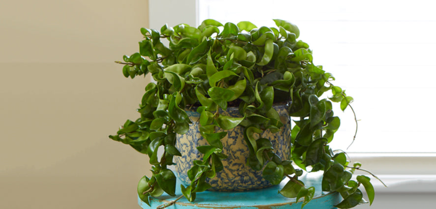 Variegated Rope Plant