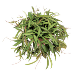 Narrow-Leaf Hoya