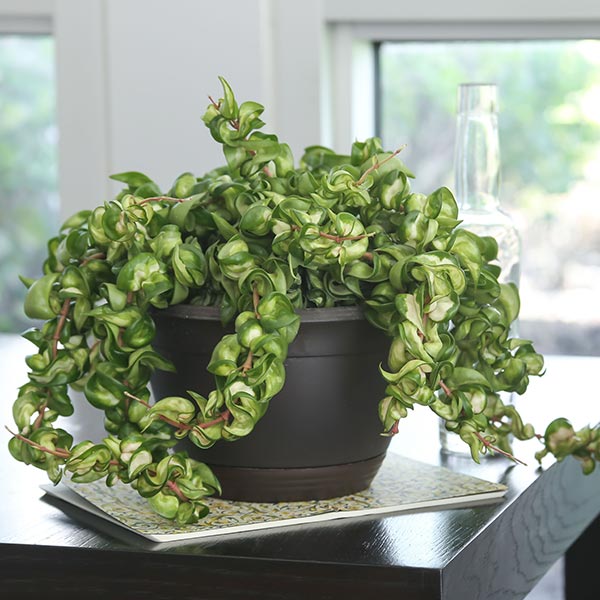 Variegated Rope Plant