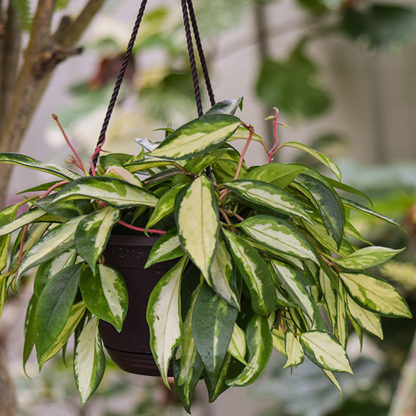 Variegated Hoya