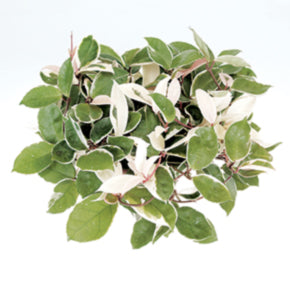 Tricolor Hoya
