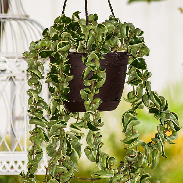 Variegated Rope Plant