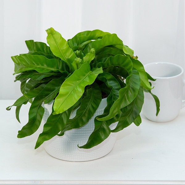 Hurricane Fern