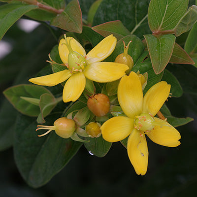 Jacqueline St. John's Wort