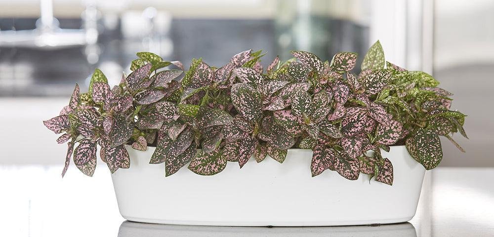 Hypoestes Phyllostachya Care Tips & Benefits Hypoestes Phyllostachya Polka Dot Plant: Care Tips & Benefits