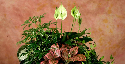 How to Use Indicator Plants