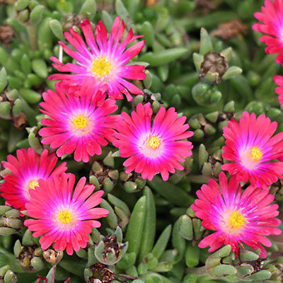 Garnet Ice Plant