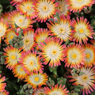 Ruby Ice Plant