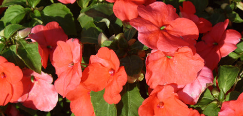 Impatiens, Old-Fashioned