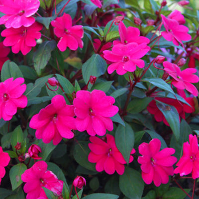 Bounce Cherry Impatiens