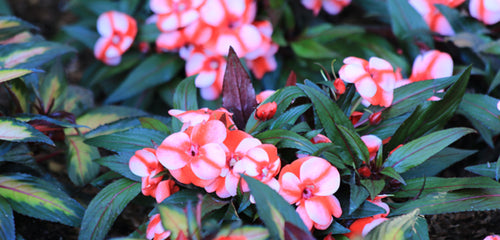 Impatiens, New Guinea