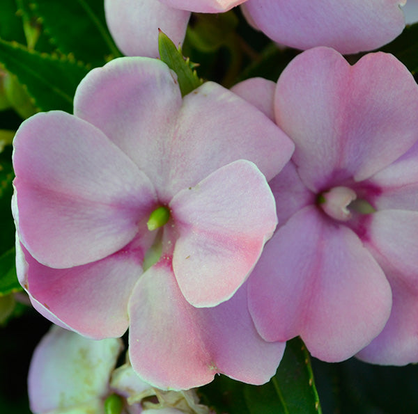 Sun Harmony Baby Pink