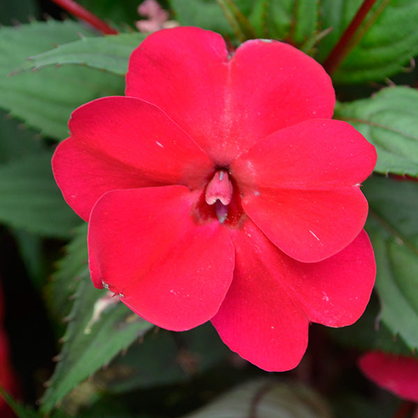 Sunstanding Cherry Red