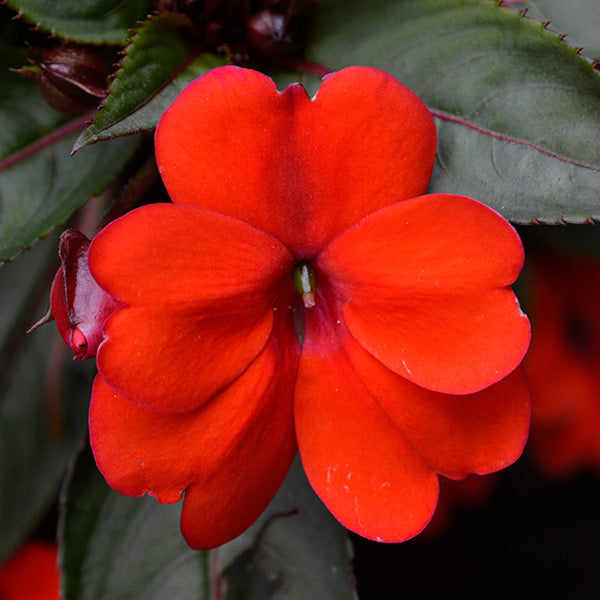 Sunstanding Glowing Scarlet