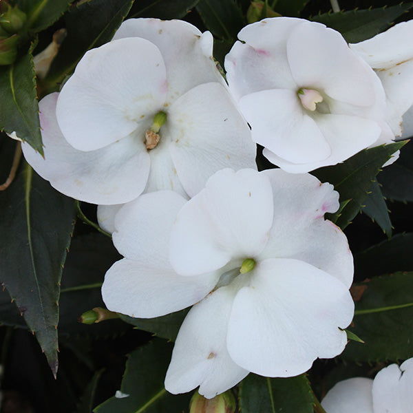 SunPatiens Compact Mini White