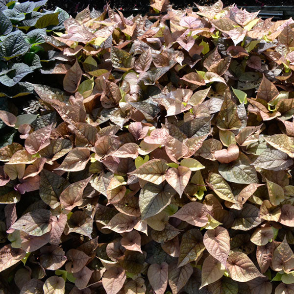Floramia Rosso Sweet Potato Vine