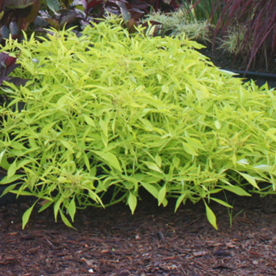 Illusion Emerald Lace Sweet Potato Vine
