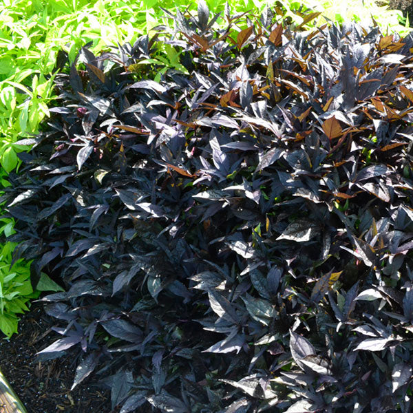 SolarPower Black Sweet Potato Vine