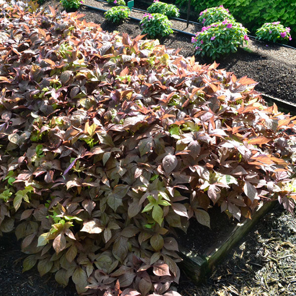 SolarPower Red Sweet Potato Vine