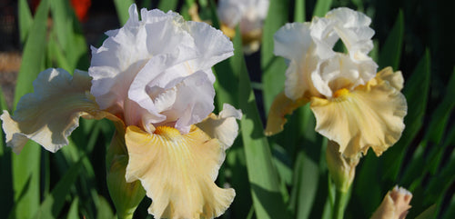 Iris