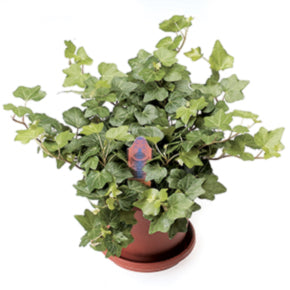 Fanfare Ivy