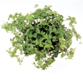 Fluffy Ruffles Ivy