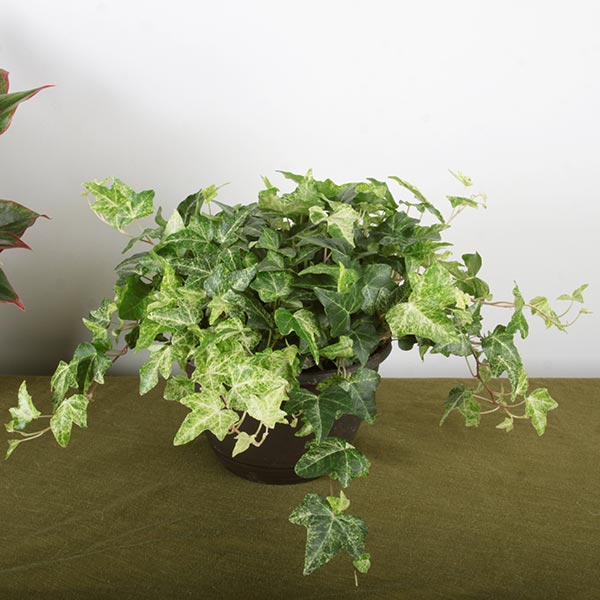 Gold Dust Ivy