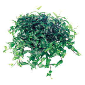 Hermania Ivy