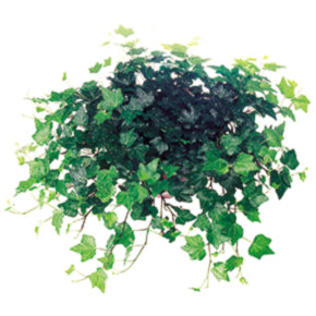 Ideal Ivy
