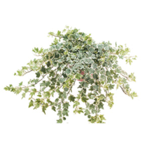 Millennium Ivy