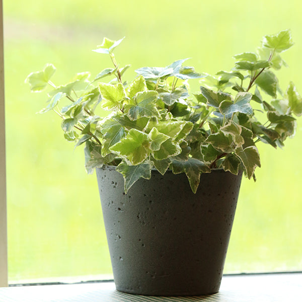 Mint Kolibri Ivy
