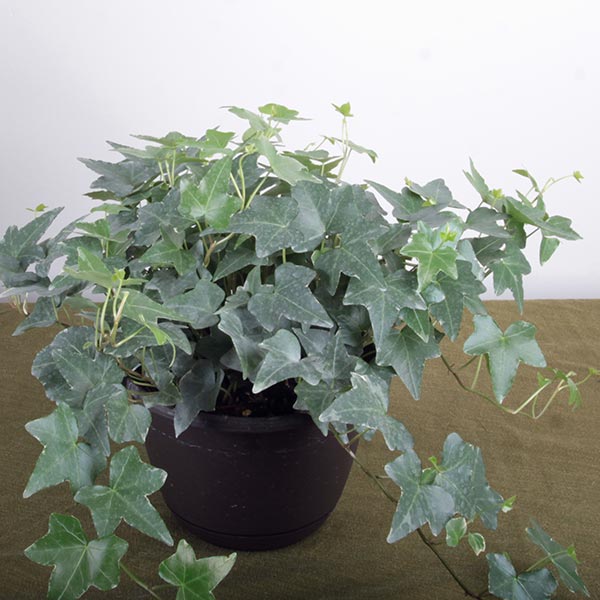 Silver Bells Ivy