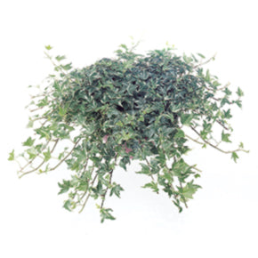 Silver Lace Ivy