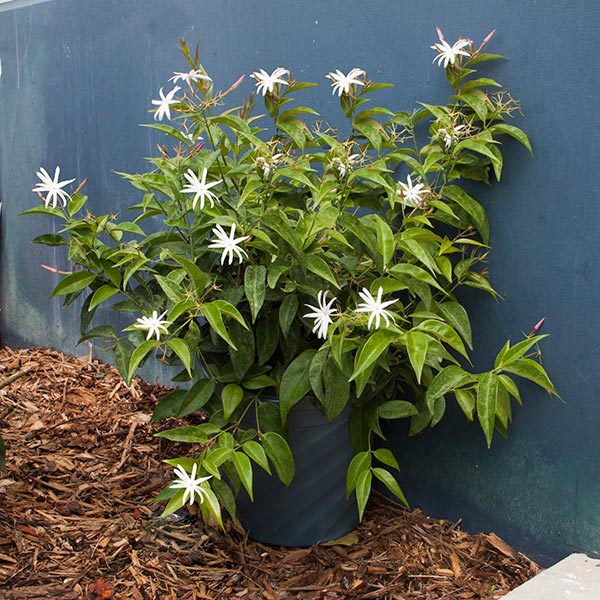 Jasmine
