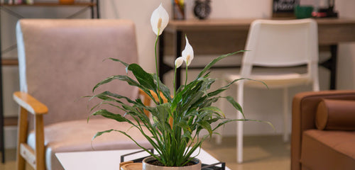 Jet Diamond Peace Lily