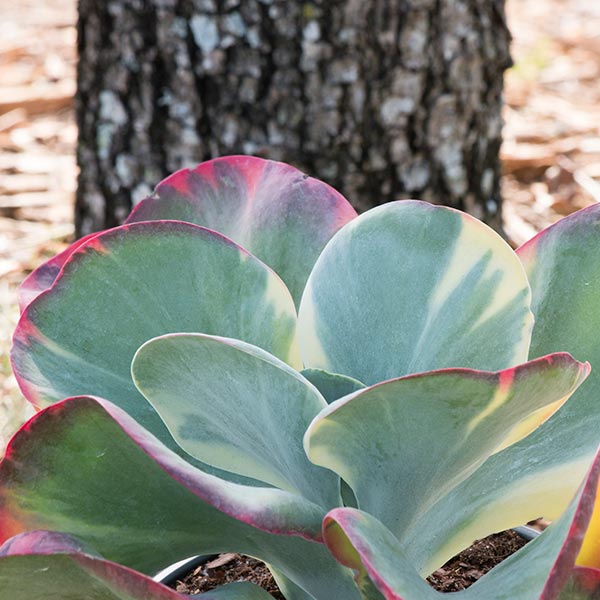 Fantastic Kalanchoe