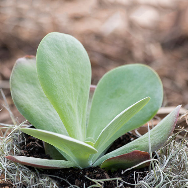 Kalanchoe thyrsiflora