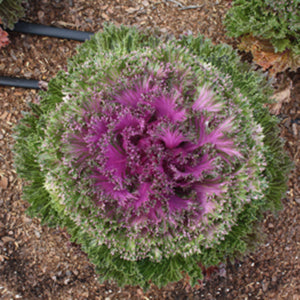 Glamour Red Flowering Kale