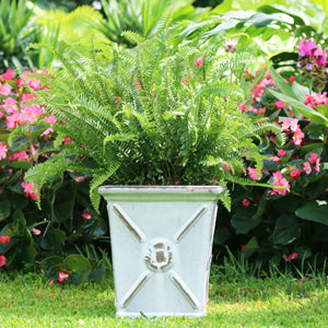 A Shopper's Guide to Buying Outdoor Ferns